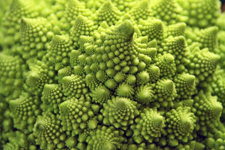Close up macro shot of Roman Cauliflower. Shallow depth of field with focus on front of cauliflower spiral patternの写真素材
