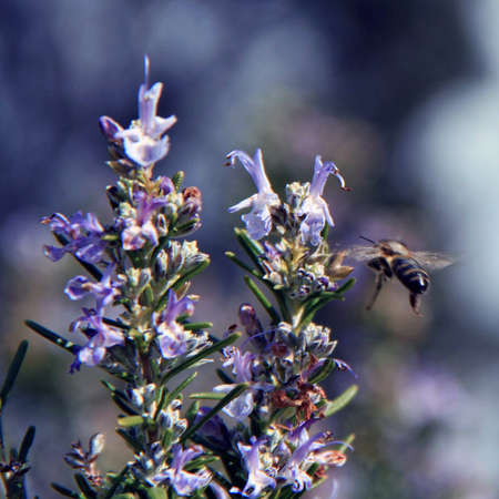 Bee pollinate a flower of rosemary