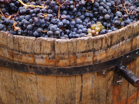 Harvesting grapes  grapes inside a bucket の写真素材