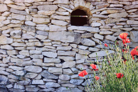 Red poppies growing on the old stone wall の写真素材