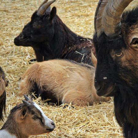 Goats laying on a bed of hay