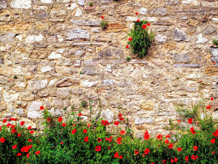 Red poppies growing on the old stone wall の写真素材