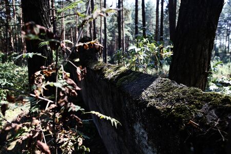 destruction of monuments in the forest. abandoned Jewish cemetery in the forestの写真素材