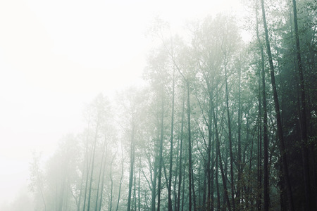 landscape outside the town in the forest in the fog