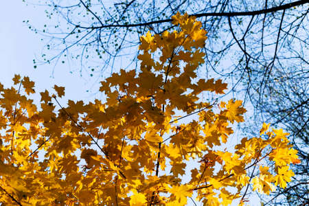 texture of the leaves and twigs of treesの写真素材