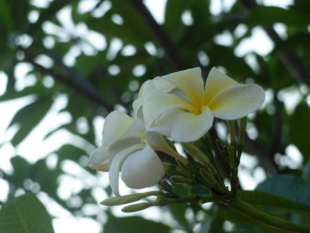 frangipani, flowers,thailandの写真素材