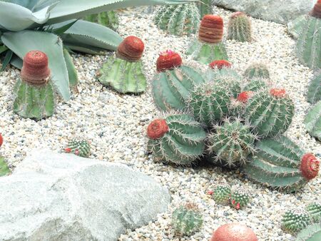 cactus,Cactus flower,Gardens by the Bayの写真素材