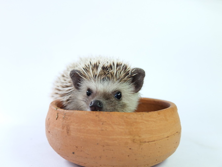 animal,african pygmy hedgehogの写真素材