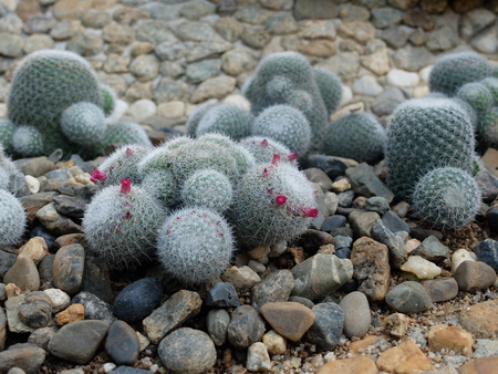 cactus.の写真素材