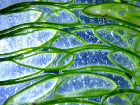 Aloe Vera on a transparent background.の写真素材