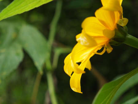 flower.の写真素材