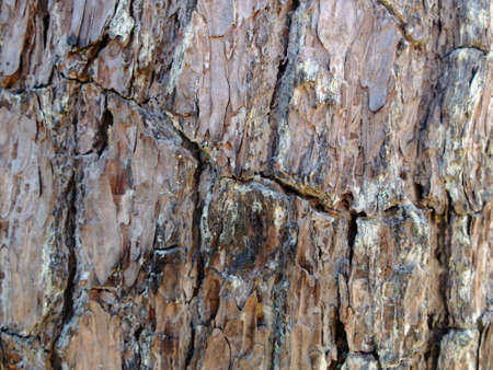 pine barkの写真素材