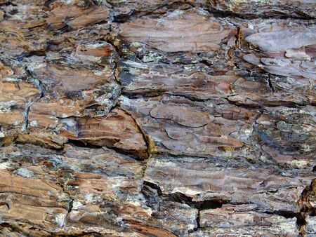 pine barkの写真素材