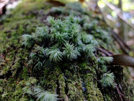 moss.Sphagnum .の写真素材