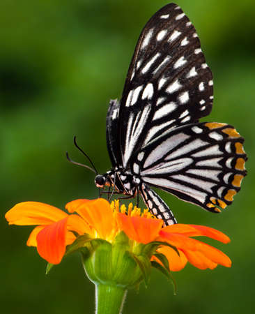 Butterflyの写真素材