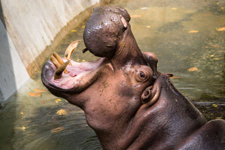 Hippopotamusの写真素材