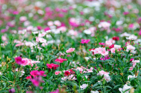 Flower Field