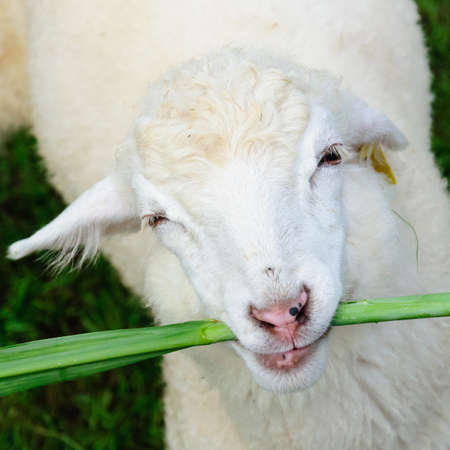 Sheep eating grassの写真素材