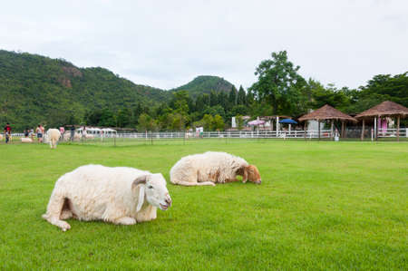 Sheep in a fieldの写真素材