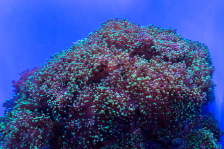 Sea anemone