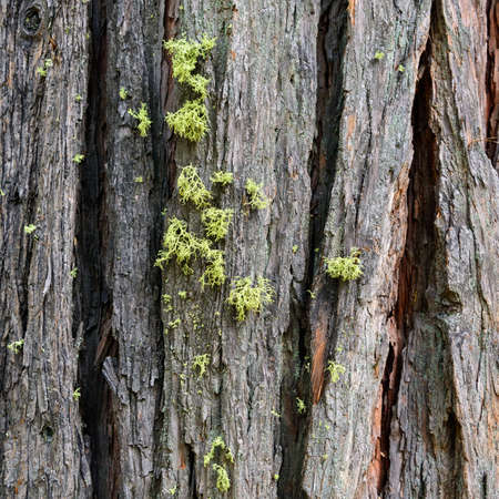 Crack of Bark and Moss