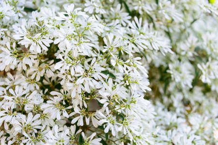 White leaves fieldの写真素材
