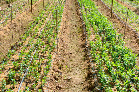 vegetable garden