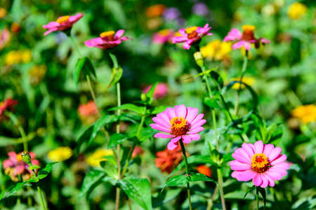 flower field