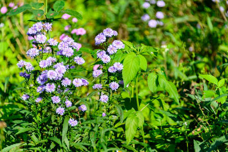 violet flower