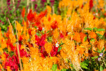 flower field