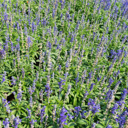 Lavender Fieldの写真素材