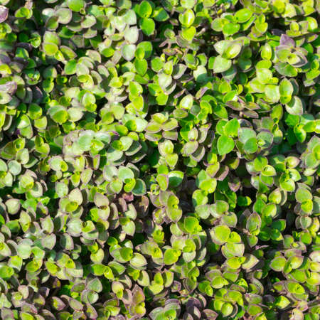 Foliage Patternの写真素材