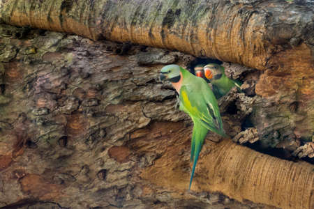 Redbreasted parakeet Family
