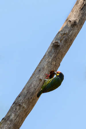coppersmith barbet going to its nestの写真素材