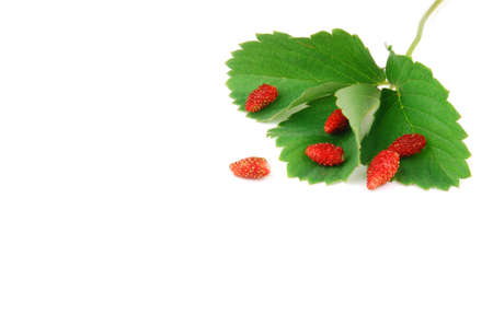 Wild strawberry macro with green leaves isolated on a white background with place for your text. の写真素材