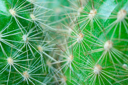 Cactus close up with long thorns. Macro shot.