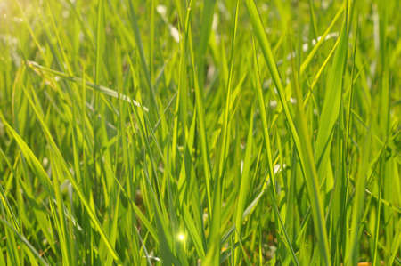Green grass in sunbeams. Soft focus. Abstract nature background.