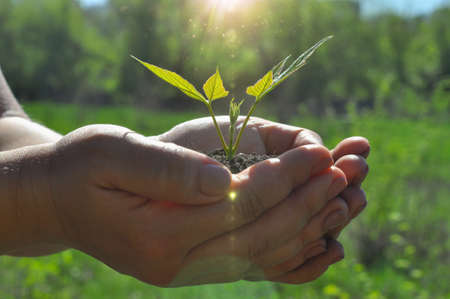 Young plant and sunbeams. Hands holding young sprout in soil. Care and protection concept.