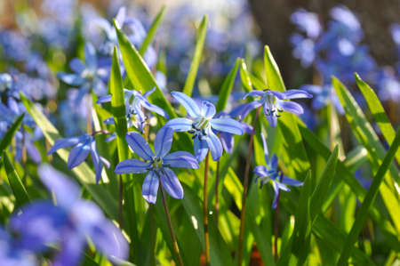 Wild Scilla (Scilloideae or squill) flower at forest. Blue flowers at forest closeup. First spring flowers.の写真素材