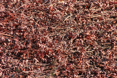 Dried Branchesの写真素材