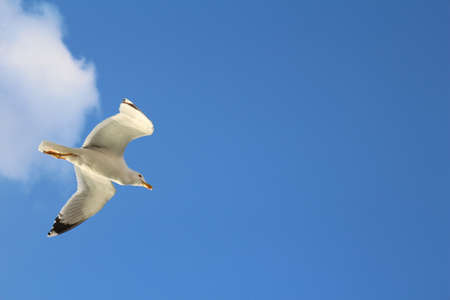 seagullの写真素材