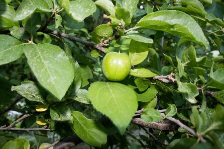 Close Up Of Green Plums In A Basket Isolated On, Popular Spring Fruits With A Very Sharp Sour Taste Originated in Turkeyの写真素材