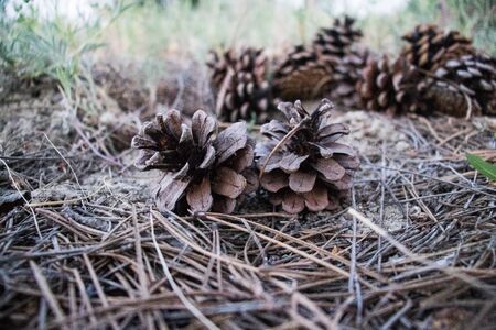 Green pine cone on spilled pine leaves in Turkeyの写真素材