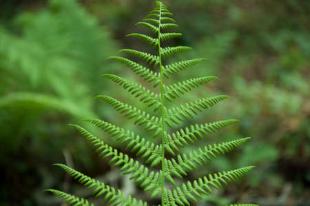 FERN