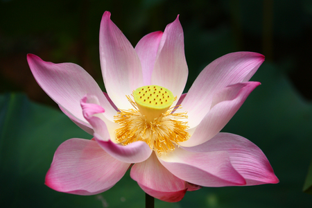 Pink Lotus Flower in pondの写真素材