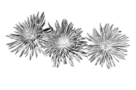 scene three flowers of the chrysanthemum on white backgroundの写真素材