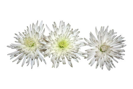 scene three varicoloured flowers of the chrysanthemum on white backgroundの写真素材