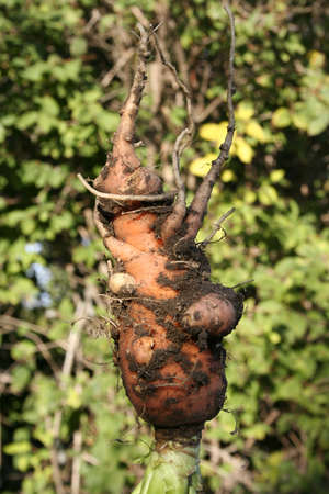 orange ripe carrot on backgroundの写真素材
