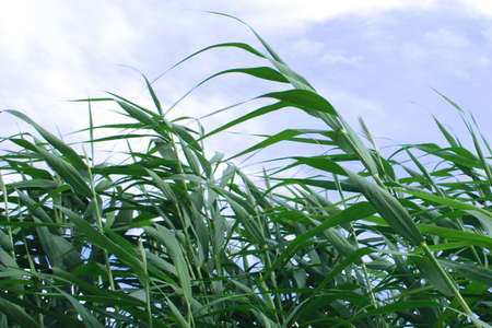 fresh herb on background sky