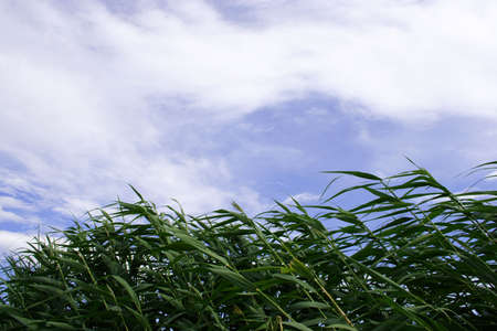 green herb on background blue skyの写真素材